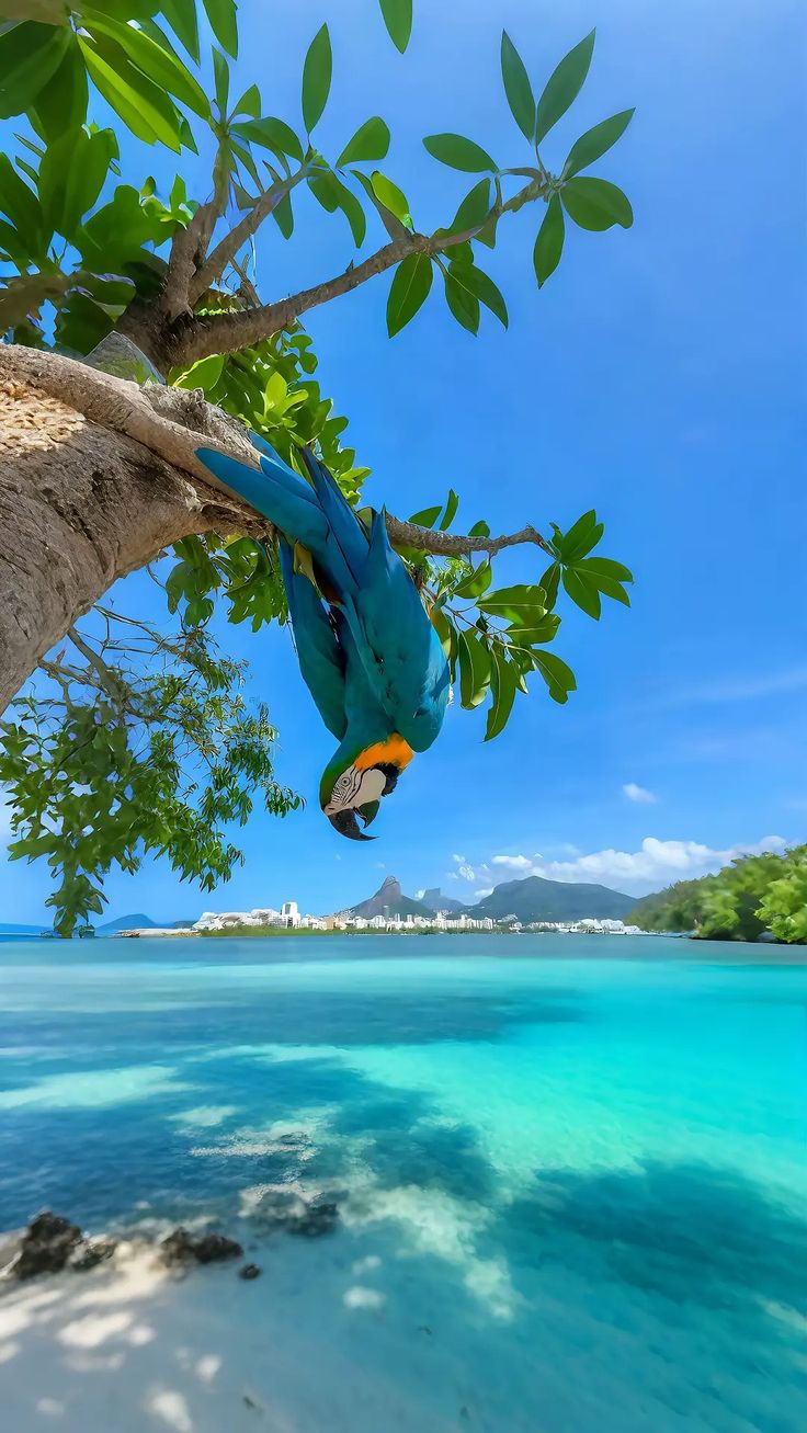 Río de Janeiro Clásico 3